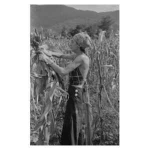 Black and white photo of Anni Albers harvesting corn at Black Mountain College (1935–36). Photo negative by Josef Albers.
